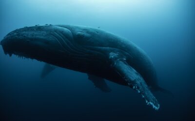 Canada : Observer les baleines au Québec