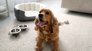 Cocker Spaniel