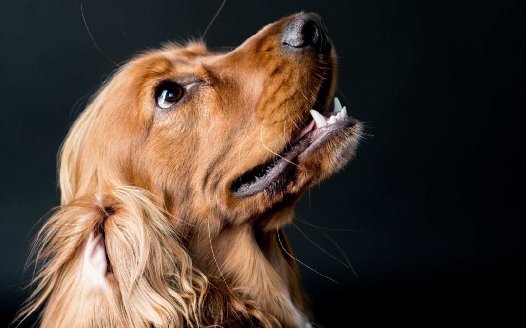 Cocker Spaniel vs Cavalier King Charles Spaniel : Quel chien est le plus affectueux ?