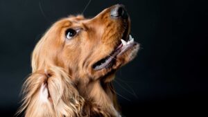 Cocker Spaniel