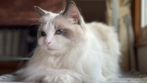 Ragdoll