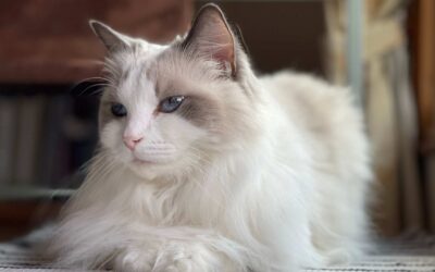 Maine Coon vs Ragdoll – Duel des géants parmi les races de chats
