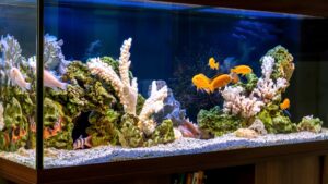 aquarium