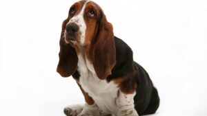 Basset Hound