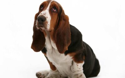 Beagle vs Basset Hound – Quelle race est la plus adaptée pour vous ?