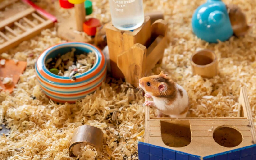 Avis d’expert : Les meilleures cages pour hamsters – Habitrail vs CritterTrail