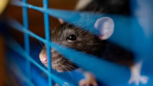 Rat dans un cage
