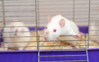 Comparatif des meilleures cages pour rats domestiques : Midwest Critter Nation vs Kaytee