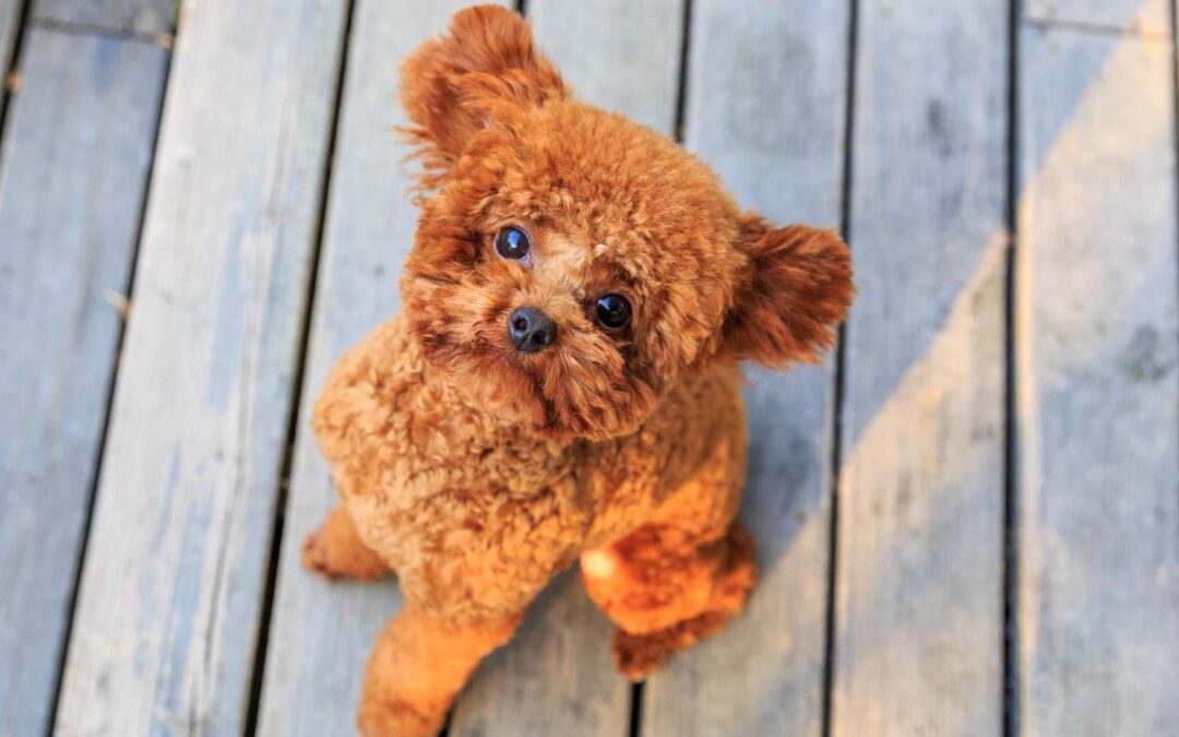 Caniche Toy vs Yorkshire Terrier – Comparaison des races de chiens de petite taille