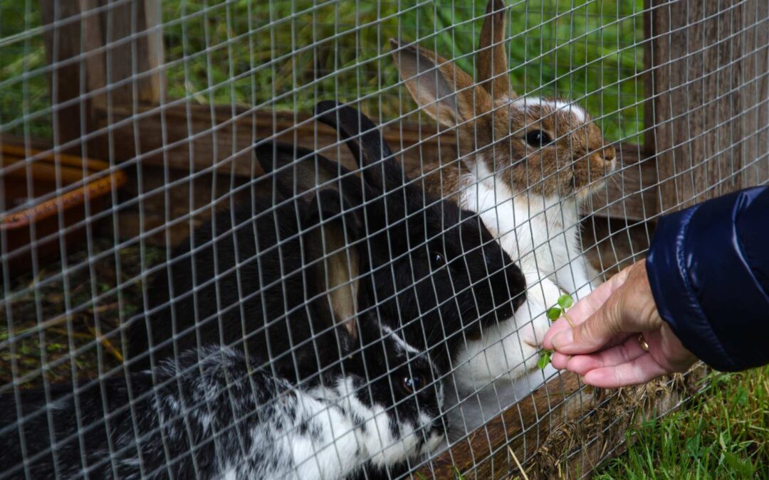 Évaluation : Les clapiers pour lapins les plus sûrs – Trixie vs PawHut