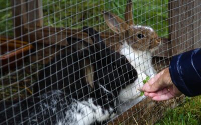 Évaluation : Les clapiers pour lapins les plus sûrs – Trixie vs PawHut