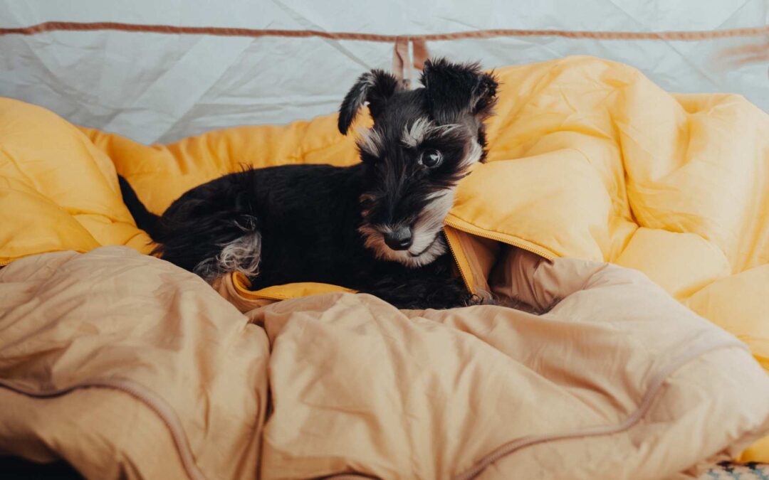 Le duel des coussins pour chiens : Orthopedic vs Memory Foam