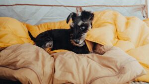 coussin pour chien