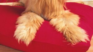 coussin pour chien