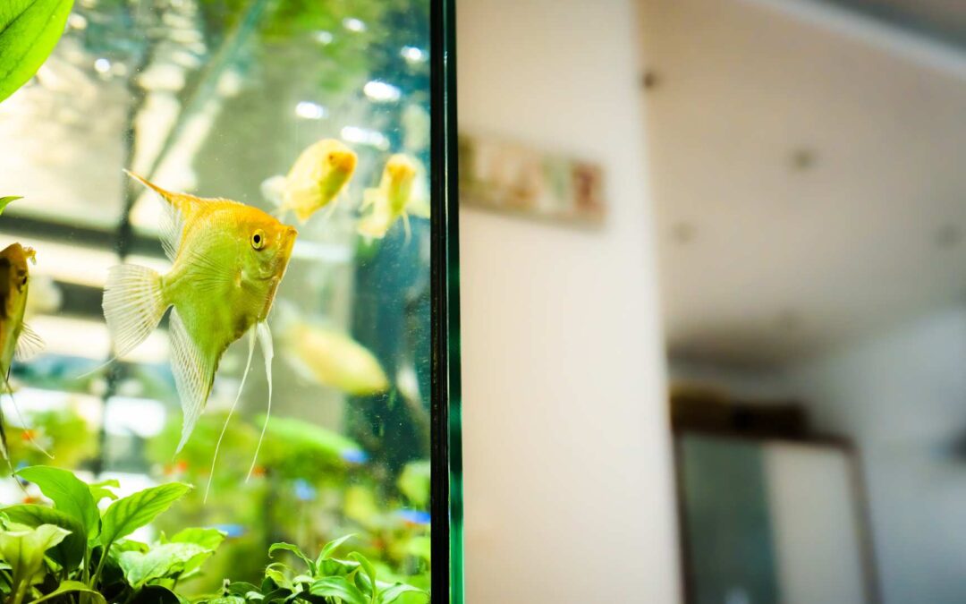 Guide d&rsquo;achat : Les meilleurs filtres pour aquariums – Eheim vs AquaClear