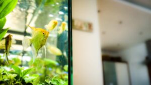 filtre aquarium