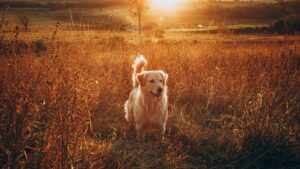 golden retriever