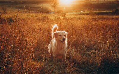 Labrador Retriever vs Golden Retriever – Quelle est la meilleure race de chien pour les familles ?
