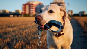 laisse pour chien