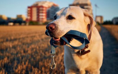 Test de la laisse rétractable Flexi vs TaoTronics : laquelle est la plus durable ?