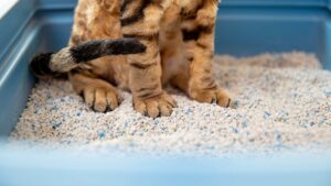 litière pour chat