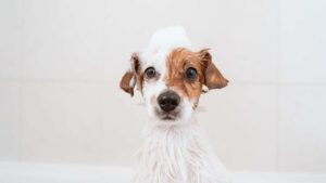 shampoing pour chien