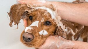 shampoing pour chien