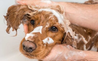 Avis : Le meilleur shampooing pour chiens pour un pelage brillant