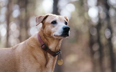 Quelles sont les maladies qu’un chien peut attraper ?