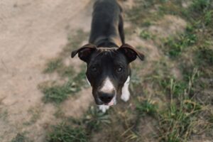 maladie chien