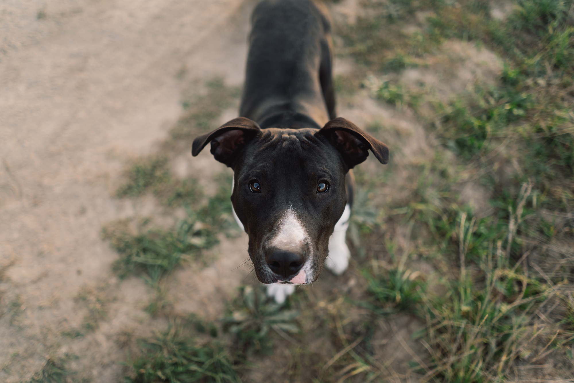 maladie chien